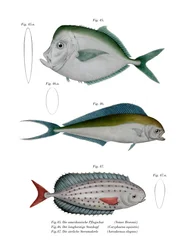 Moonfish