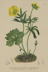 Mountain Crowfoot