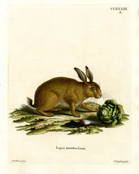 Mountain Hare