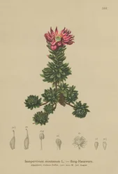 Mountain Houseleek