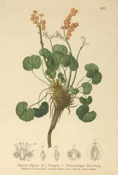 Mountain Sorrel
