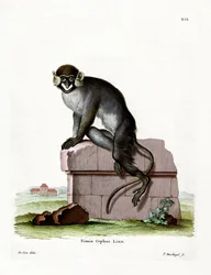 Moustached Guenon