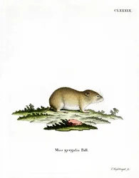 Narrow-headed Vole