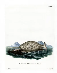 Narwhal