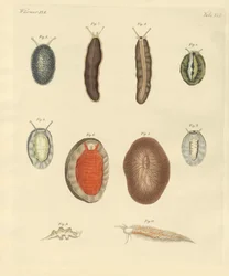 New-found worms