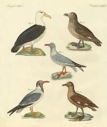New Birds