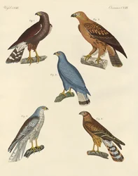 New Known Birds of Prey