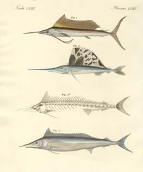 New Mackerel-like Fish