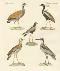 New ratite birds