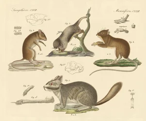 New Rodents