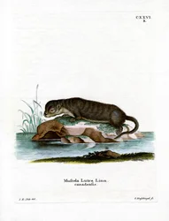 North American Otter
