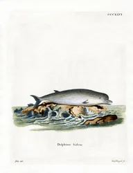 Northern Bottlenose Whale