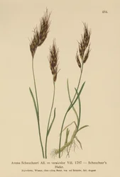 Oat-grass