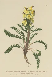 Oeders Lousewort