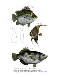 Orbiculated Batfish