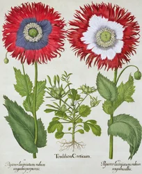 Ornamental Poppies, from the Hortus Eystettensis by Basil Besler, pub. 1613