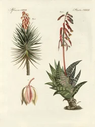 Ornamental Plant