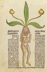 Page from a Printed Book