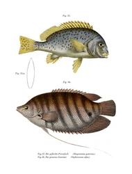 Painted Sweetlips
