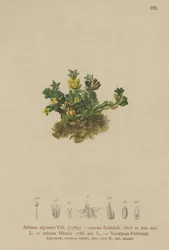 Pale Stonecrop