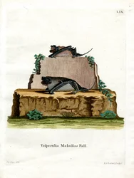 Pallas