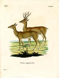 Pampas Deer