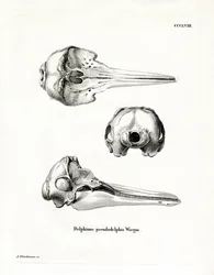 Pantropical Spotted Dolphin Skull
