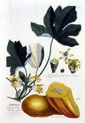 Papaya, Engraved by Johann Jakob Haid, Plate 7 from a Botanical Book