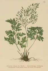 Parsley Fern