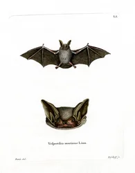 Particolored Bat