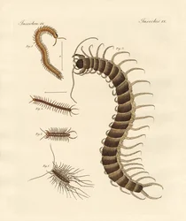 Peculiar Insects