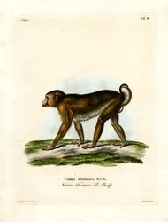 Pig-tailed Macaque