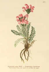 Pink Lousewort