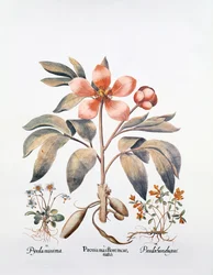 Pink Peony