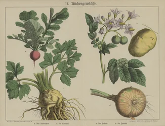 Plants