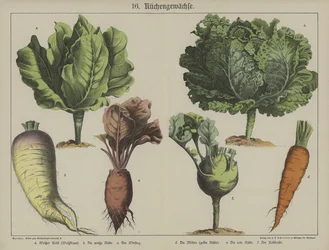 Plants