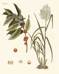 Plants from Hot Countries
