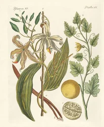 Plants from Hot Countries