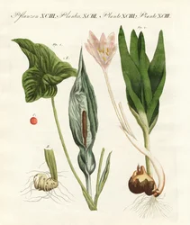 Poisonous German Plants
