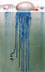 Portuguese Man-of-War, plate from "Brehms Tierleben: Allgemeine Kunde des Tierreichs", vol.10, p.552, published by Bibliographisches Institut
