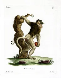 Proboscis Monkey