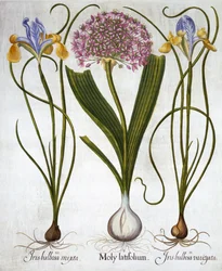 Purple Sensation, and Spanish Irises, from Hortus Eystettensis