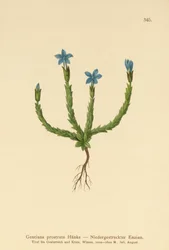 Pygmy Gentian