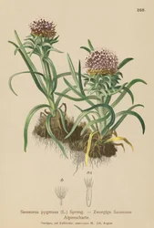 Pygmy Saussurea