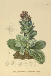 Pyramidal Bugle