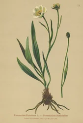 Pyrenean Crowfoot (Ranunculus pyrenaeus)