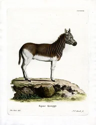 Quagga