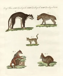Rapacious Animals