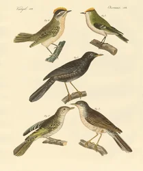 Rare and beautiful European and German birds