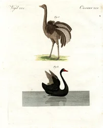 Rare Birds